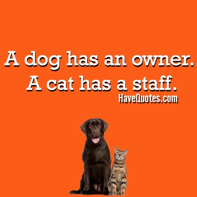 A dog has an owner a cat has a staff Quote